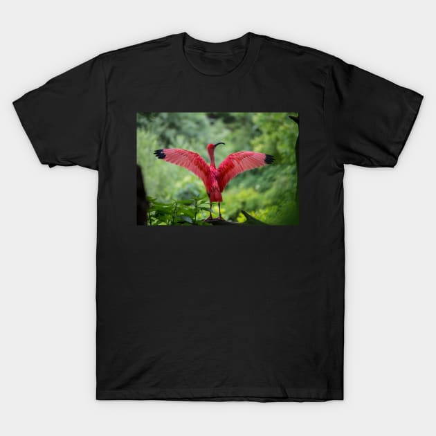 Scarlet Ibis T-Shirt by MinnieWilks